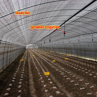 Customizable Manual or Electric Roll Up Ventilation Agricultural Greenhouse for Mushroom Farming