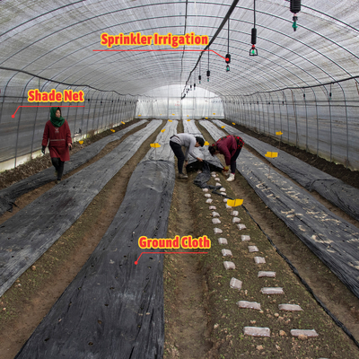 Customizable Mushroom Greenhouse with Manual or Electric Roll Up Ventilation