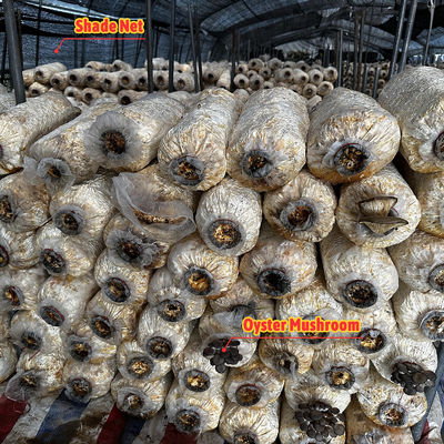 Agriculture Mushroom Hothouse Blackout Simple Greenhouse For Farm