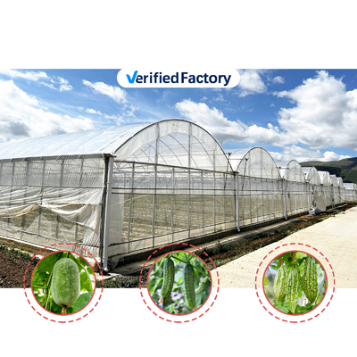High Intensity Multi-span Arch Plastic Film Greenhouse Hot Dip Galvanized Steel Pipe Agriculture Greenhouse
