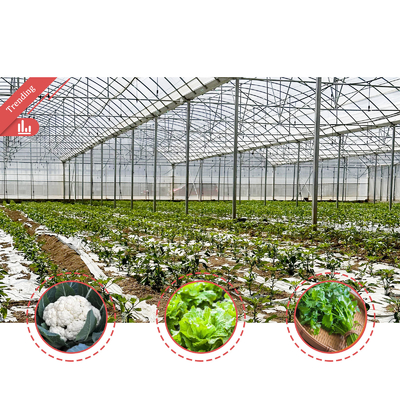 Baolida Custom Automatic System Greenhouse Tropical Hydroponic System Multi-span Seedling Greenhouse