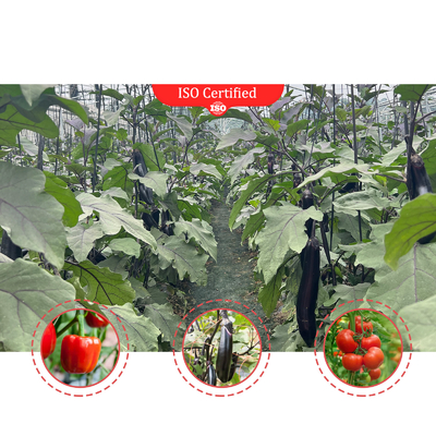 Thermostat Waterproof Plant Growing Hydroponics System Tunnel Large Greenhouses For Flower