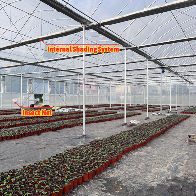 Vegetable Farming Solution 8-60m Customizable Size Agricultural Tunnel Greenhouse with Rolling Bench and Irrigation System