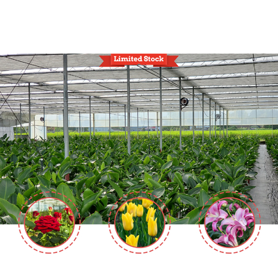 High Intensity Multi-span Arch Plastic Film Greenhouse Hot Dip Galvanized Steel Pipe Agriculture Greenhouse