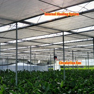 Vegetable Farming Solution 8-60m Customizable Size Agricultural Tunnel Greenhouse with Rolling Bench and Irrigation System
