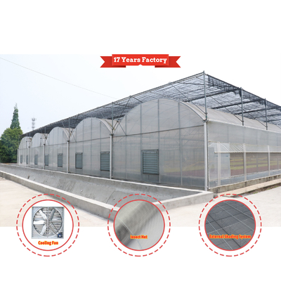 Economical Custom Design Automatic Shading System Multi-span Strawberry Greenhouses for Vegetable Fruit
