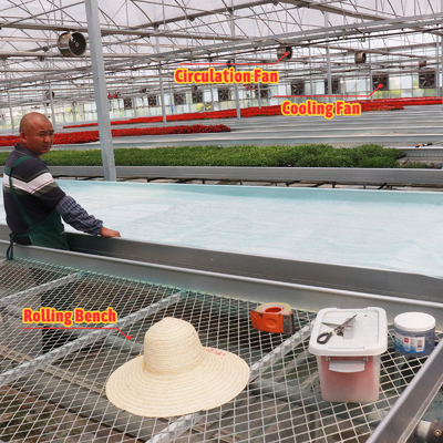 Economical Custom Design Automatic Shading System Multi-span Strawberry Greenhouses for Vegetable Fruit