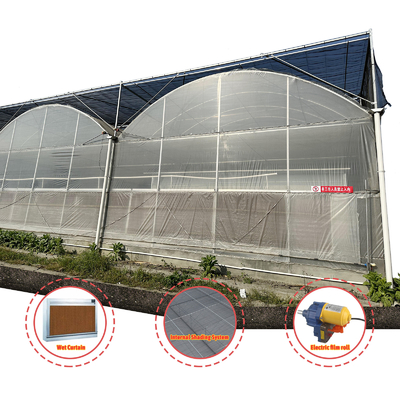 Vegetable Production Agricultural Seeds Strawberry Greenhouses Multi Tunnel