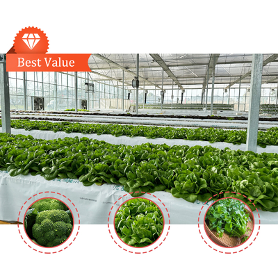 High Intensity Multi-span Arch Plastic Film Greenhouse Hot Dip Galvanized Steel Pipe Agriculture Greenhouse