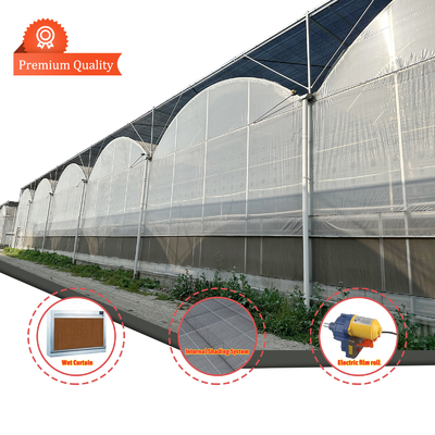Agricultural Tunnel Greenhouse Plastic Film Multi-span Strawberry Greenhouse for Sale With Ventilation System