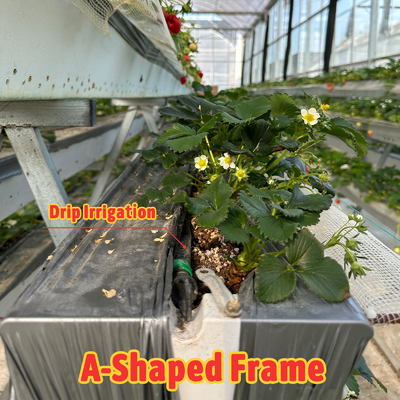 Agricultural Tunnel Greenhouse Plastic Film Multi-span Strawberry Greenhouse for Sale With Ventilation System