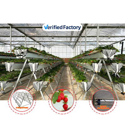 Agricultural Tunnel Greenhouse Plastic Film Multi-span Strawberry Greenhouse for Sale With Ventilation System