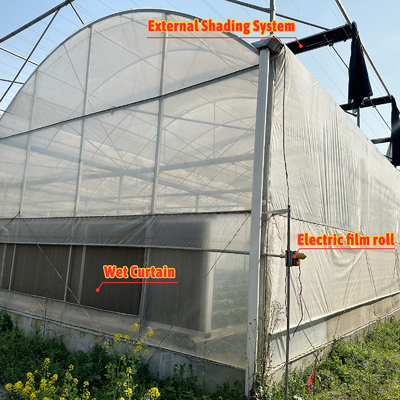 Agricultural Tunnel Greenhouse Plastic Film Multi-span Strawberry Greenhouse for Sale With Ventilation System
