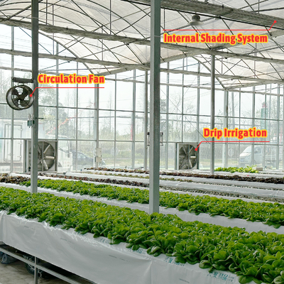 Agricultural Tunnel Greenhouse Plastic Film Multi-span Strawberry Greenhouse for Sale With Ventilation System