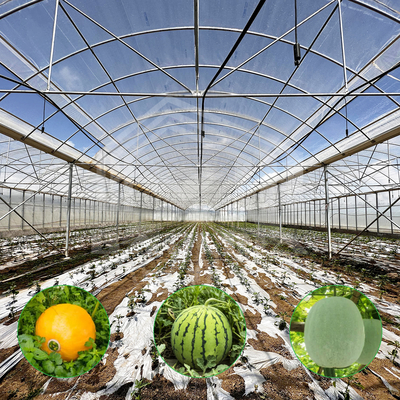 24m x 40m Multi-Span Greenhouse with 150 Micron PE Film Cover