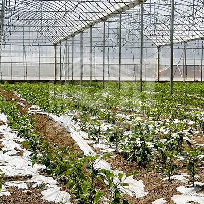 24m x 40m Multi-Span Greenhouse with 150 Micron PE Film Cover