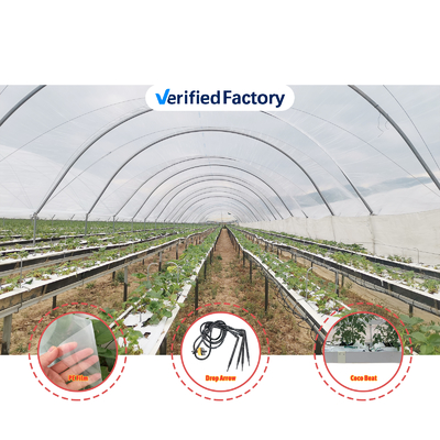 Multi-Span PE Film Greenhouse 6m-10m Width for Berry Cultivation