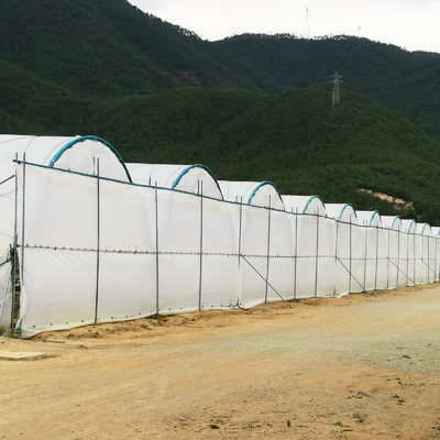 Multi-Span PE Film Greenhouse 6m-10m Width for Berry Cultivation