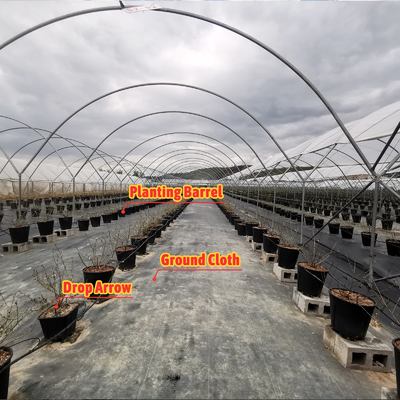 Multi-Span PE Film Greenhouse 6m-10m Width for Berry Cultivation
