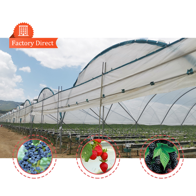 BAOLIDA Multi-Span Greenhouse 10-70m Length for Berry Cultivation