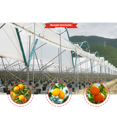 Multi-Span PE Film Greenhouse 6m-10m Width for Fruits Vegetables