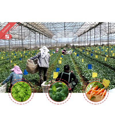 Large PE Film Greenhouse 50m Length 7-10m Span Width