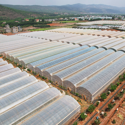 Large PE Film Greenhouse 50m Length 7-10m Span Width