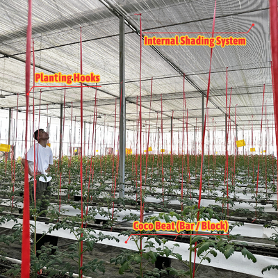 Multi-Span Greenhouse 6.8m Span with 100-200micron PE Film