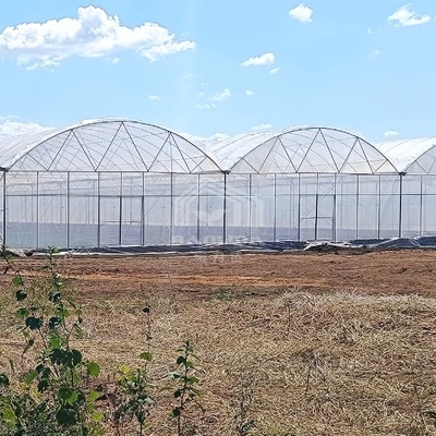 Large Multi-Span PE Greenhouse 50-100m Length 7-10m Width