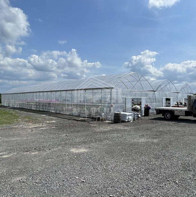 Large Multi-Span PE Greenhouse 50-100m Length 7-10m Width