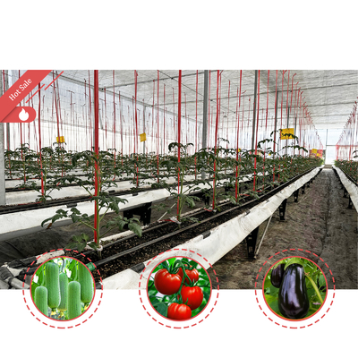 Galvanized Steel Frame Greenhouse 6m-12m Span with 150/200micron PE Film