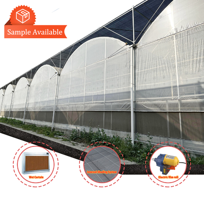 Galvanized Steel Frame Greenhouse 6m-12m Span with 150/200micron PE Film