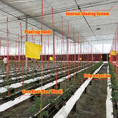 Galvanized Steel Frame Greenhouse 6m-12m Span with 150/200micron PE Film