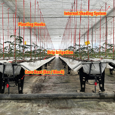 Galvanized Steel Frame Greenhouse 6m-12m Span with 150/200micron PE Film