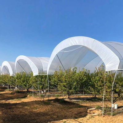 Hot Galvanized Steel Frame Multi-Span Greenhouse with PE Film Covering and Customizable Size for Berry Planting