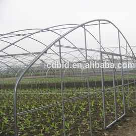 Steel Frame Tunnel Plastic Greenhouse / PE Film Plastic Tomato Greenhouse