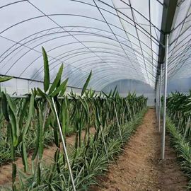 Agricultural Polyethylene Foil Greenhouse Hot Galvanized Steel Structure Single Layer