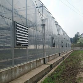 Large Area Multi Span Greenhouse / Plastic Film Greenhouse 8m Width
