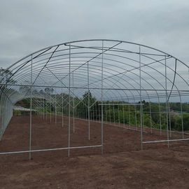 Polyethylene Film Singlespan Growing Greenhouse For Vegetables Fruits