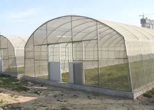 Single Span Steel Frame Tunnel  Greenhouse With Plastic Covering