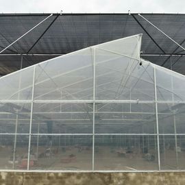 Multi Span Tunnel Plastic Tomato Greenhouse Stable Structure Prefabricated Multi Span Greenhouse
