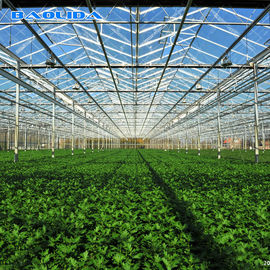 Multi Span Venlo Type Greenhouse / PC Polyethylene Film Greenhouse Sides Ventilation