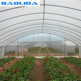 Galvanized Steel Frame Greenhouse Grown Strawberries Simple Structure