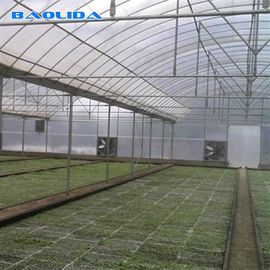 Vegetable Polyethylene Plastic Sheeting Greenhouse Galvanized Steel Frame