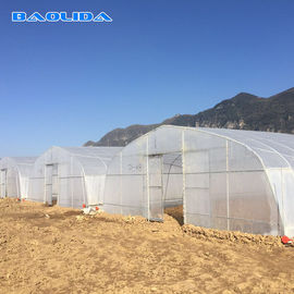 Agriculture Single Span Hot Dip Galvanized Pipe Tunnel Plastic Greenhouse For Strawberry