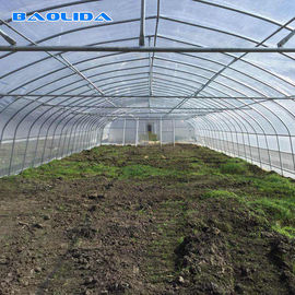 Agriculture Single Span Hot Dip Galvanized Pipe Tunnel Plastic Greenhouse For Strawberry
