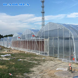Prefabricated Tomato Tunnel Multi Span Greenhouse Different Vegetables Support