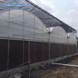 Prefabricated Tomato Tunnel Multi Span Greenhouse Different Vegetables Support