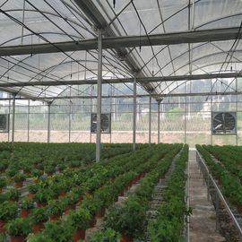 Plastic Dome Multi Span Greenhouse Stable Performance Commercial Long Lifespan