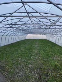 Single Span Clear Sheeting 12m Tunnel Plastic Greenhouse